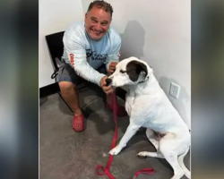 Dog Gives Up Because He Was Deaf, Finds Forever Home With Deaf Man