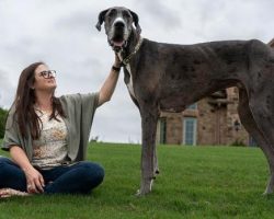 Zeus The Great Dane Is The World’s Tallest Dog