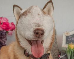 Dog has massive, untreatable face tumor, but rescuers still see her beauty