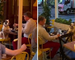 Video Of Man And His Dog Dining Out At Restaurant Is Bringing Smiles To Millions