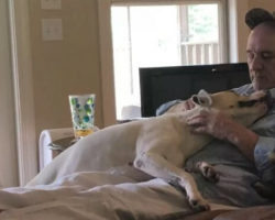 Woman Discovers Her Dad Dozing Off With All The Neighborhood Dogs