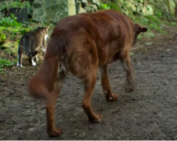 14-Year-Old Chocolate Lab Finds His Way Through Life With A ‘Guide Cat’