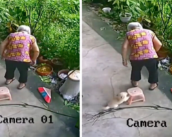 Small Puppy Helps Elderly Woman Sit Down