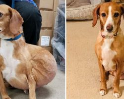 Dog with massive tumor gets a second chance and is now living her best life