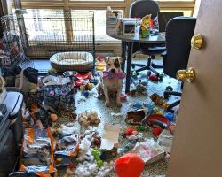 Shelter Dog Throws Himself A Party After Being Left Alone In The Office