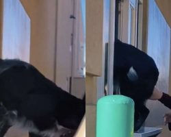 Dog Gets So Excited At The Drive-Thru He Climbs Through The Pickup Window