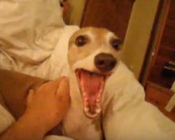 Man Tells His Italian Greyhound A Scary Story – Dog’s Response With A Reaction You Wouldn’t Want To Miss