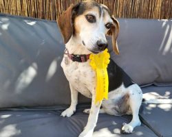 Lost Beagle Competes In A Dog Show, Takes Home a Ribbon, And Reunites With Family