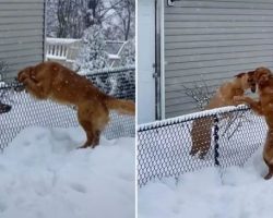 Dog Overcomes Her Fear Of The Snow To Take Back A Sweet Morning Routine