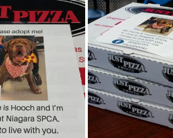 Pizza Place Helps Local Shelter Get Dogs Adopted By Putting Their Photos On Pizza Boxes