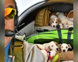 Retired Pilot Flies Rescued Animals To Their New Homes, Saying “I’d Rather Be Flying Dogs”