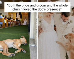 After Invading A Wedding, This Stray Dog Was Adopted By The Newlyweds