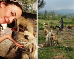 Turkish Woman Drives Up The Hills of Sapanca Almost Every Day After Work To Take Care For Abandoned Dogs There