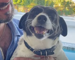 Unwanted Dog Beats Cancer And Gets Her Loving Forever Home