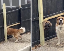 Neighbor Dogs Force A Hole In The Fence So They Can See Each Other