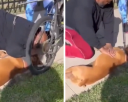 Bicyclist’s Dog Passes Out On The Spot, But One Man Performs CPR
