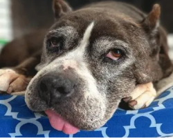 No One Wanted This Odd Pit Bull, But One Woman Thought She Was Perfect