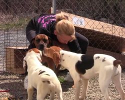 After Spending Their Lives In Cages, 17 Dogs Are About To Taste Freedom