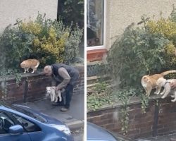 This Pure Moment of a Man Introducing His Dog to a Cat is Warming the Internet’s Heart