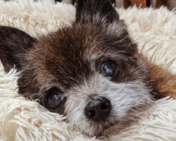 Woman Adopts Disabled Senior Dog And Finds That He’s Perfect
