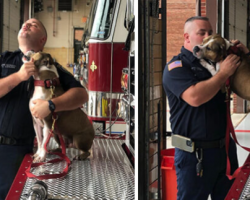 The Millville Fire Department Adopted Hansel, A Pit Bull Who Had Been Rescued From A Dog Fighting Ring And Trained As An Arson Detection K-9 Officer
