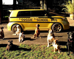 “My Dog Isn’t Lonely At Home”: Adorable Doggy School Bus Picks Up Pups Every Day And Takes Them To Daycare
