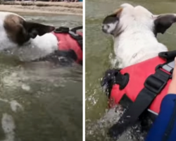 A Brave Dog Jumps Into The Water As He Sees A Boy Being Carried Away By The Current