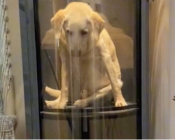 15-Year-Old Dog With Hip Dysplasia Has His Own Elevator