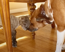 Dog Sees Tiny Lamb Crying And Decides To Adopt Her