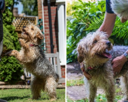 Dog who survived being thrown out of 50 mph truck finds a loving new home