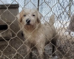 New Dog Wouldn’t Look Him In The Eye Because Her Past Left Her Defeated