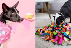 27 Items All New Dog Parents Will Want To Get From Amazon