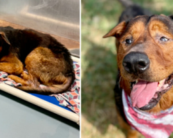 The Rescue Of A Shelter Dog Just Before Euthanasia