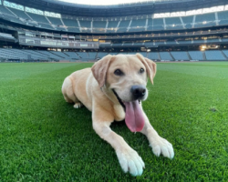 Dog who was almost euthanized gets adopted by Seattle Mariners baseball team
