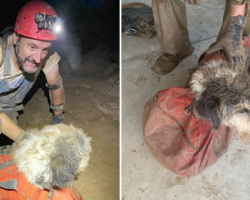 Spelunkers Find Dog Who Was Missing For Months In Cave, Embark On Rescue Mission