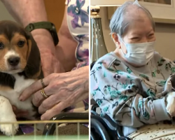 Beagles rescued from breeding facility delight seniors during nursing home visit