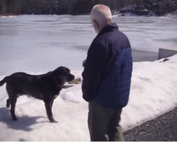 Older Man Takes A Bad Fall After Finding Stray, Dog Becomes A Hero
