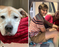 A Senior Dog Returned To A Shelter Has Found A Forever Home