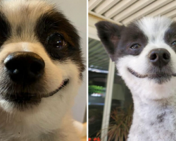 The Internet Can’t Get Enough Of This Little Dog Since It Is Smiling All The Time
