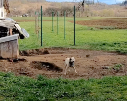 Dog Who Lived On A Heavy Chain His Whole Life Grabs Rescuer’s Hand