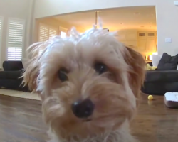 Mini Goldendoodle Pup Shows Up To Give Dad Kisses On Cam