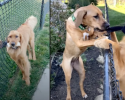 Dogs Only Visited Through The Fence Until The Day The Neighbor Opened The Gate