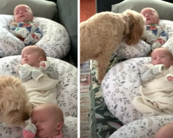 Sweet Dog Makes Her Rounds To Check On The Napping Triplets