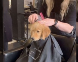 Puppy Goes To Salon With Mom And Sits For A ‘Haircut’ Like A Human