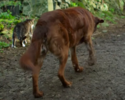 14-Year-Old Chocolate Lab Finds His Way Through Life With A ‘Guide Cat’