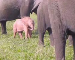 Rare Pink Baby Elephant Spotted In The Wild