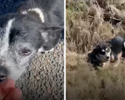 Loyal Dog Waits By Hurt Friend For 6 Hours Until Help Arrives