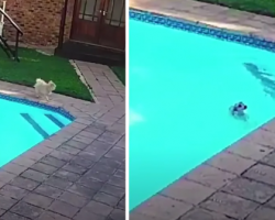 Pomeranian Falls In The Pool And Can’t Get Out, So A Friend Runs Over