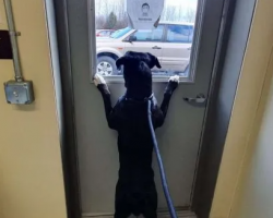 Dog Dropped Off At Shelter Looks Out The Window For Someone To Save Her