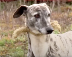 Dog Found With Broken Noose Around Her Neck Feels Love For The First Time